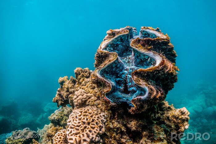 Fotobehang Giant clam resting among colorful coral reef