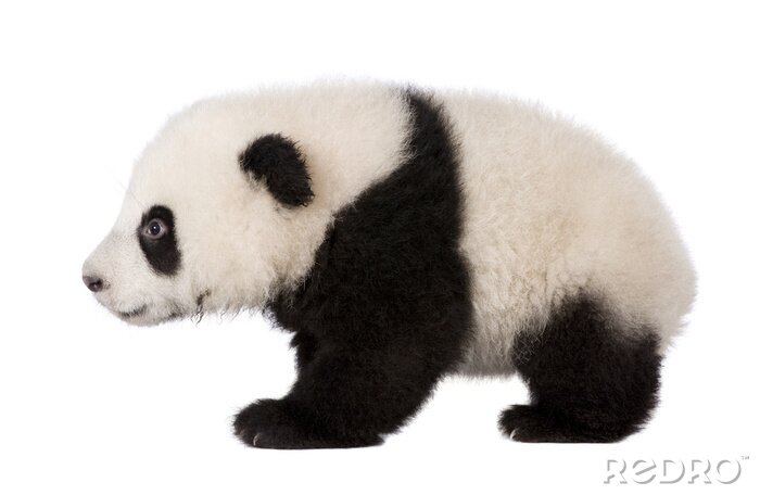 Fotobehang Giant Panda (4 maanden) - Ailuropoda melanoleuca