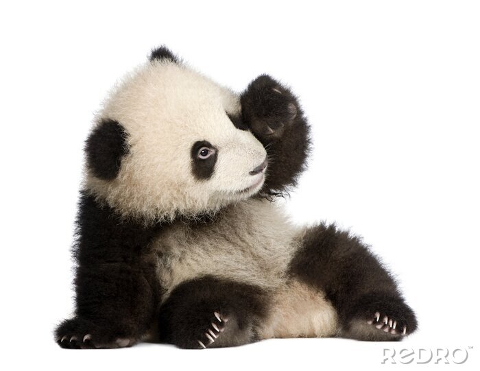 Fotobehang Giant Panda (6 maanden) - Ailuropoda melanoleuca