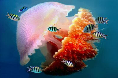 gigantische kwallen zwemmen met tentakels volgende onderwater