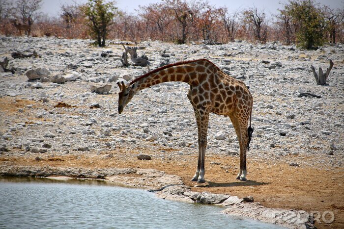 Fotobehang Giraf bij de beek