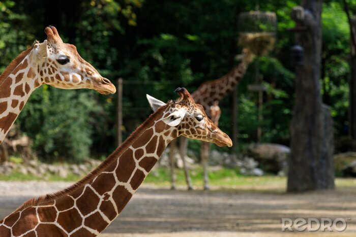 Fotobehang Giraf in de dierentuin in de zomer
