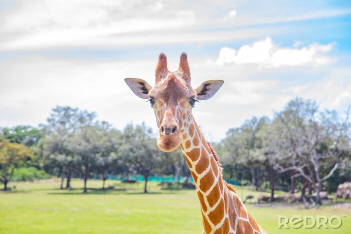 Fotobehang Giraf in dierentuin
