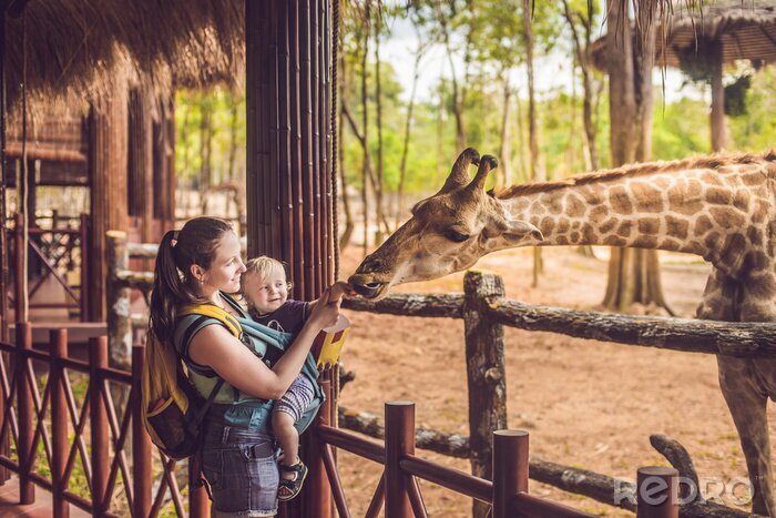 Fotobehang Giraf in een dierentuin op een zomerse dag