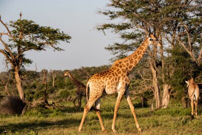 Fotobehang Giraf in het nationaal park