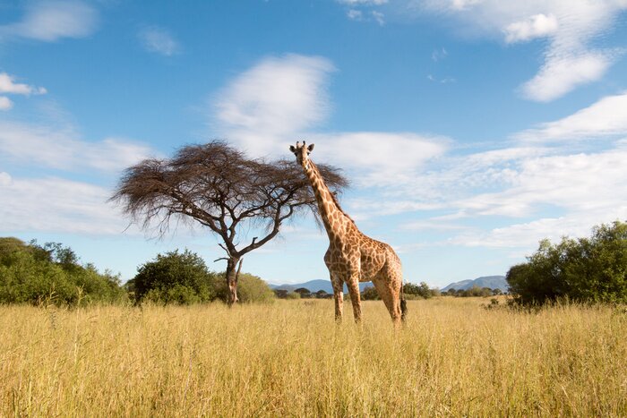 Fotobehang Giraf in Ruaha National Park