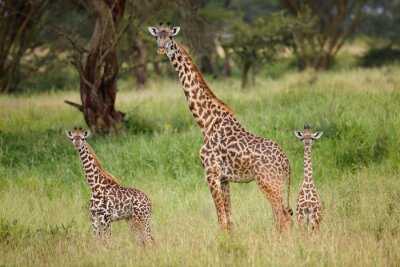 Fotobehang Giraf met haar baby's