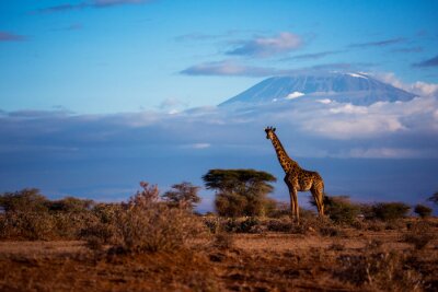 Fotobehang Giraf met op de achtergrond de berg Kilimanjaro