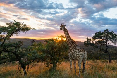 Fotobehang Giraf op de achtergrond van de ondergaande zon