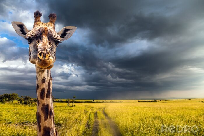 Fotobehang Giraf op de achtergrond van een storm