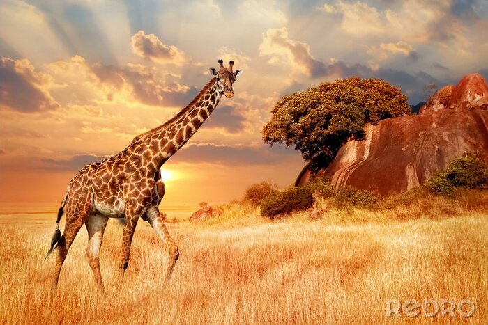 Fotobehang Giraf op de achtergrond van Serengeti