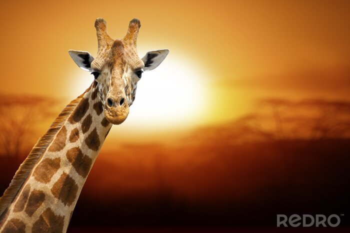 Fotobehang Giraf tegen de achtergrond van de zonsondergang