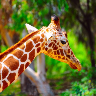 Fotobehang Giraffe