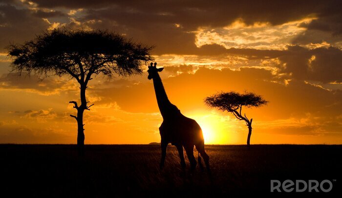 Fotobehang Giraffe bij zonsondergang in de savanne. Kenia. Tanzania. Oost Afrika. Een uitstekende illustratie.