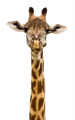 Giraffe hoofd geïsoleerd