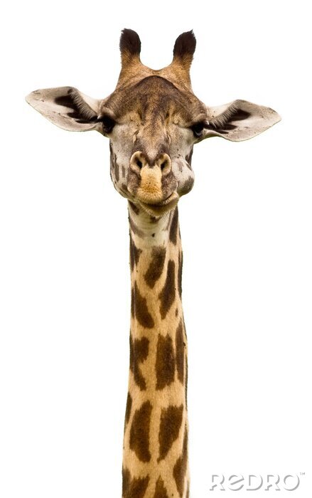 Fotobehang Giraffe hoofd geïsoleerd