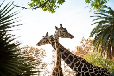 Fotobehang Giraffekoppen in de boomtoppen