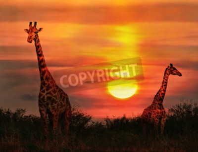 Fotobehang Giraffen en zonsondergang