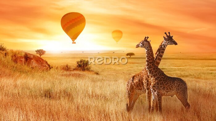 Fotobehang Giraffen in de Afrikaanse savanne bij zonsondergang