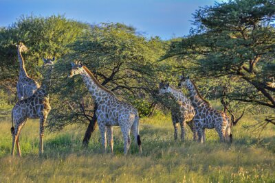 Fotobehang Giraffen in het reservaat in Namibië
