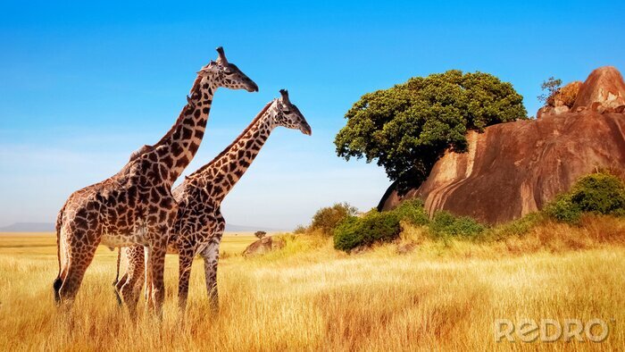 Fotobehang Giraffen in het schilderachtige Tanzania