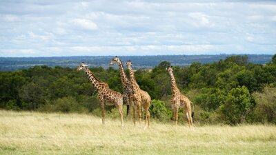 Fotobehang Giraffen in Keniaans nationaal park