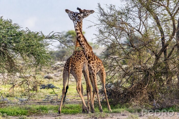 Fotobehang Giraffen knuffelen in het park