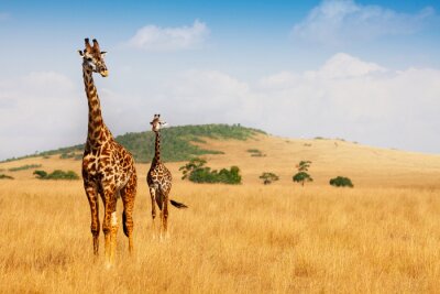 Fotobehang Giraffen lopen op het droge gras