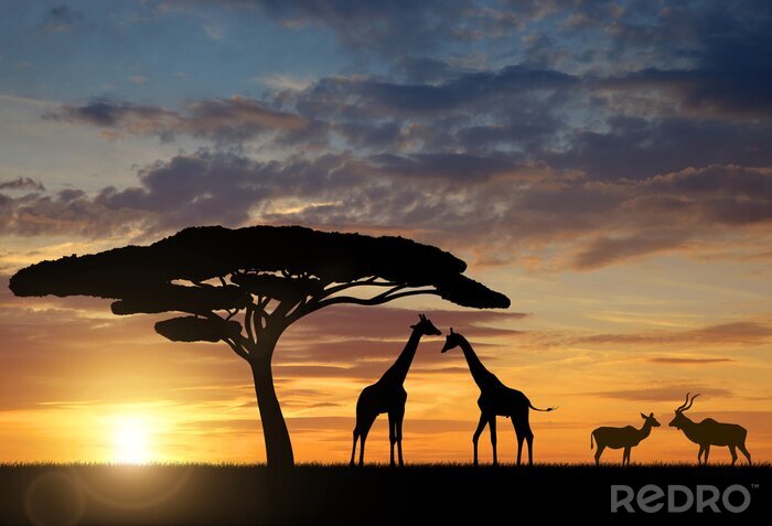 Fotobehang Giraffen met Kudu bij zonsondergang