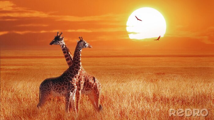 Fotobehang Giraffen op de achtergrond van de Afrikaanse zon