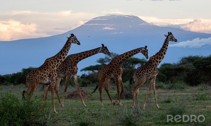 Fotobehang Giraffen op de achtergrond van de berg Kilimanjaro