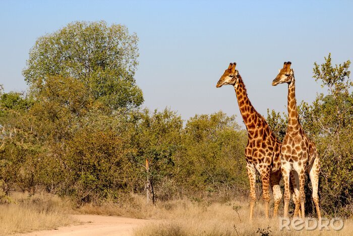 Fotobehang Giraffen op de achtergrond van groene bomen