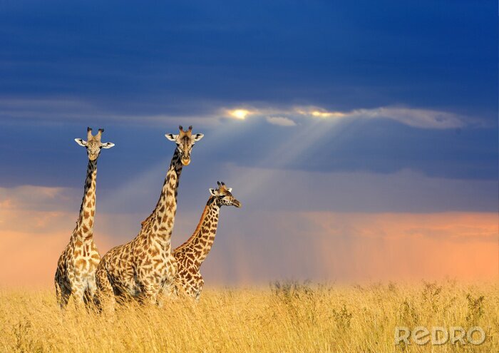 Fotobehang Giraffen op de achtergrond van regenwolken