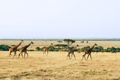 Fotobehang Giraffen op de Masai Mara in Afrika