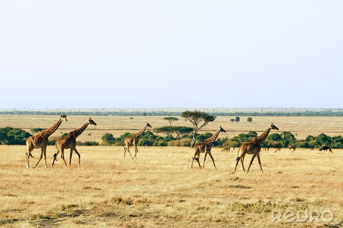 Fotobehang Giraffen op de Masai Mara in Afrika