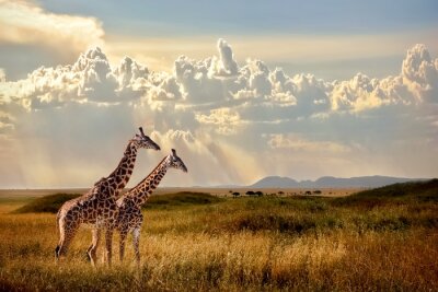 Fotobehang Giraffen op de safari
