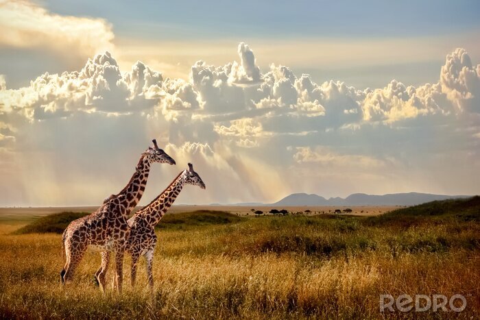 Fotobehang Giraffen op de safari