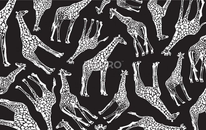 Fotobehang Giraffen op zwarte achtergrond