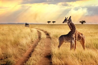 Giraffen staan op de weg in safari