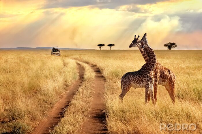 Fotobehang Giraffen staan op de weg in safari