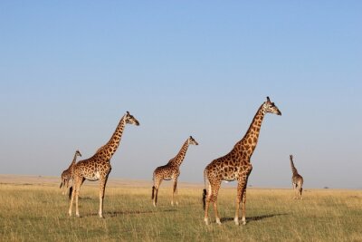 Fotobehang Giraffen staan op een achtergrond van de hemel
