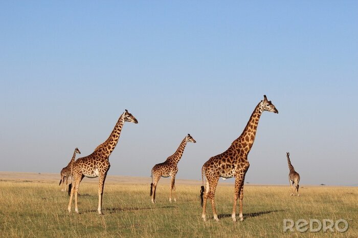 Fotobehang Giraffen staan op een achtergrond van de hemel