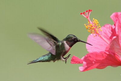 Fotobehang Glanzende kolibrie op de achtergrond van groen