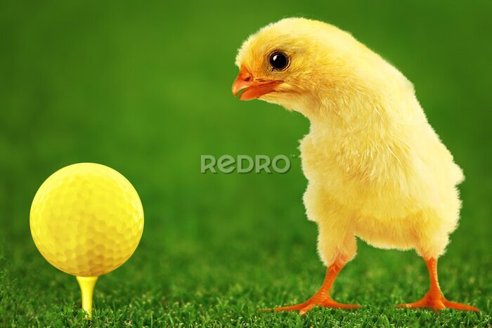 Fotobehang Golf-bal en vermakelijk kip