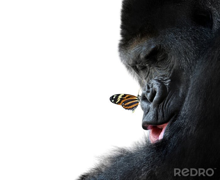 Fotobehang gorilla en vlinder dier vriendschap