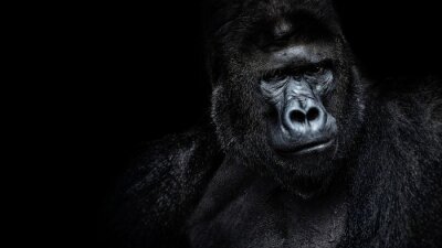 Fotobehang Gorilla op een zwarte achtergrond