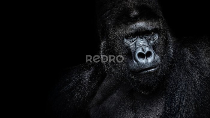 Fotobehang Gorilla op een zwarte achtergrond