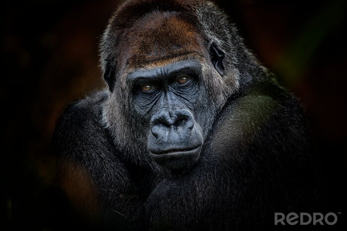 Fotobehang Gorilla op zwarte achtergrond