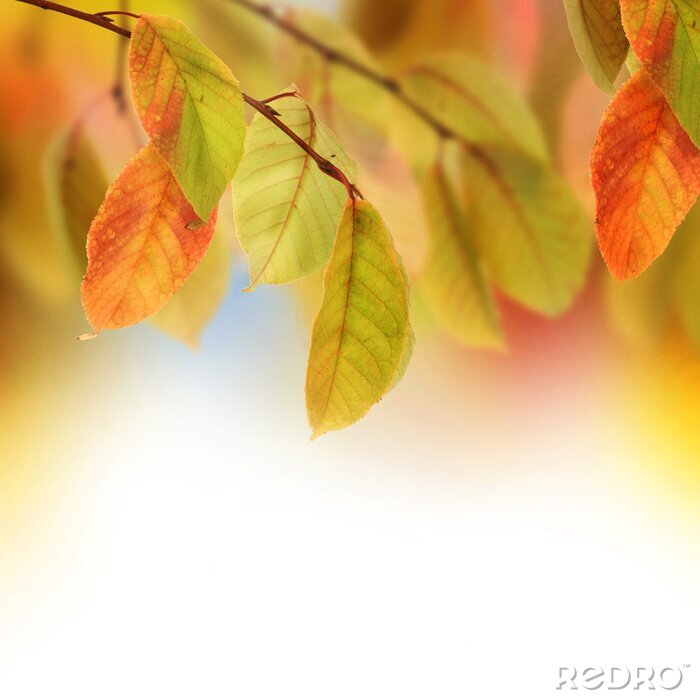 Fotobehang Gouden herfst en natuur