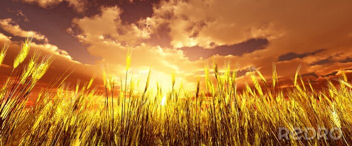 Fotobehang Gouden tarwe veld